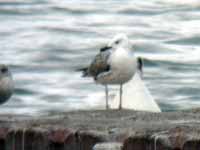 Goéland pontique Larus cachinnans