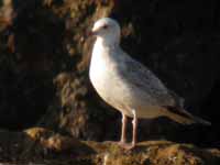 Goéland pontique Larus cachinnans