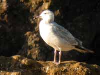 Goéland pontique Larus cachinnans