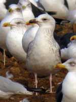 Goéland pontique Larus cachinnans