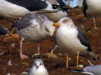 Goéland pontique Larus cachinnans