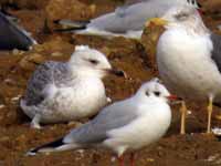 Goéland pontique Larus cachinnans