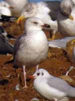 Goéland pontique Larus cachinnans