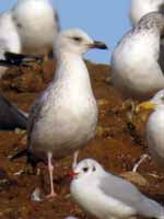 Goéland pontique Larus cachinnans