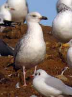 Goéland pontique Larus cachinnans