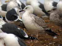 Goéland pontique Larus cachinnans