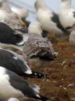 Goéland pontique Larus cachinnans