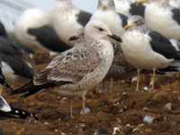 Goéland pontique Larus cachinnans