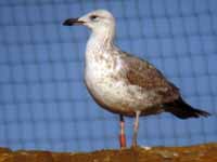 Goéland pontique Larus cachinnans