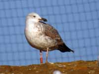 Goéland pontique Larus cachinnans