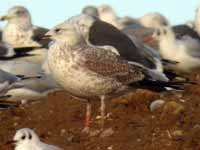 Goéland pontique Larus cachinnans