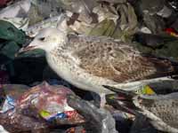 Goéland pontique Larus cachinnans