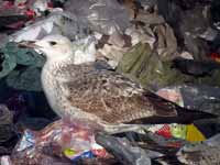 Goéland pontique Larus cachinnans