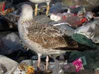 Goéland pontique Larus cachinnans