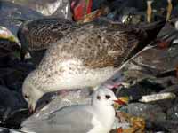 Goéland pontique Larus cachinnans