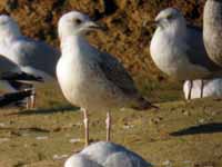 Goéland pontique Larus cachinnans