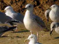 Goéland pontique Larus cachinnans