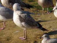 Goéland pontique Larus cachinnans