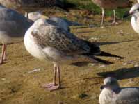 Goéland pontique Larus cachinnans