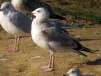 Goéland pontique Larus cachinnans