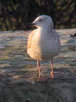 Goéland pontique Larus cachinnans