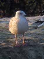 Goéland pontique Larus cachinnans