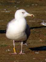 Goéland pontique Larus cachinnans