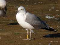 Goéland pontique Larus cachinnans