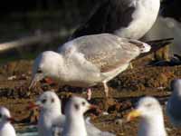 Goéland pontique Larus cachinnans