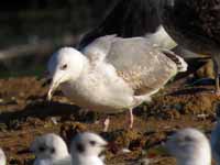 Goéland pontique Larus cachinnans