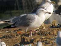 Goéland pontique Larus cachinnans