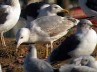 Goéland pontique Larus cachinnans