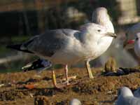 Goéland pontique Larus cachinnans