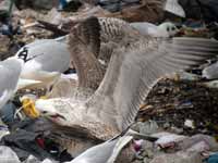 Goéland pontique Larus cachinnans