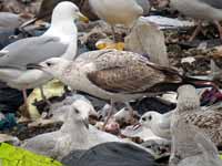 Goéland pontique Larus cachinnans