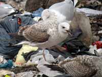 Goéland pontique Larus cachinnans