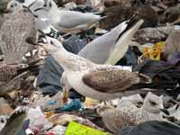 Goéland pontique Larus cachinnans