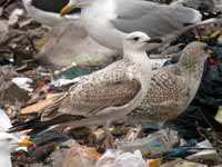 Goéland pontique Larus cachinnans