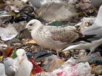 Goéland pontique Larus cachinnans