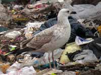 Goéland pontique Larus cachinnans