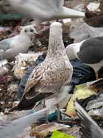 Goéland pontique Larus cachinnans