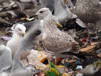 Goéland pontique Larus cachinnans