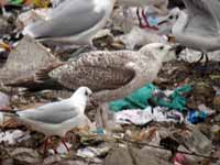 Goéland pontique Larus cachinnans