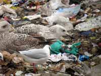 Goéland pontique Larus cachinnans