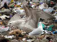 Goéland pontique Larus cachinnans