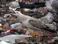 Goéland pontique Larus cachinnans