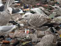 Goéland pontique Larus cachinnans