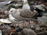 Goéland pontique Larus cachinnans