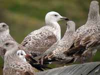 Goéland pontique Larus cachinnans