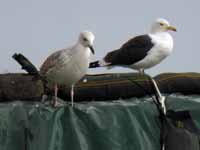 Goéland pontique Larus cachinnans